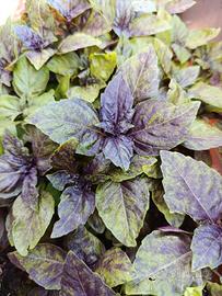 🌿 Basilico Viola Variegato – Speciale: 5 piante