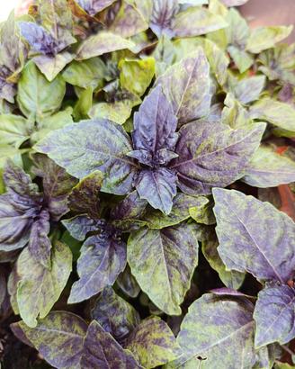 🌿 Basilico Viola Variegato – Speciale: 5 piante