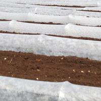 AGROVEL TNT 60gr 1,6x250mt