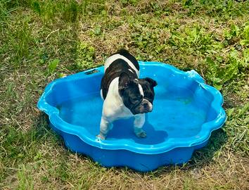 Femmina di bulldog francese Pedigree Enci