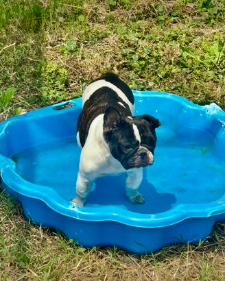 Femmina di bulldog francese Pedigree Enci