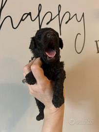 Barboncini cioccolato