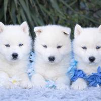 Siberian Husky Total White alta genealogia