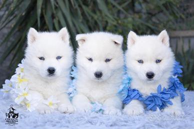 Siberian Husky Total White alta genealogia