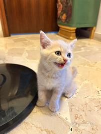 Cuccioli Scottish