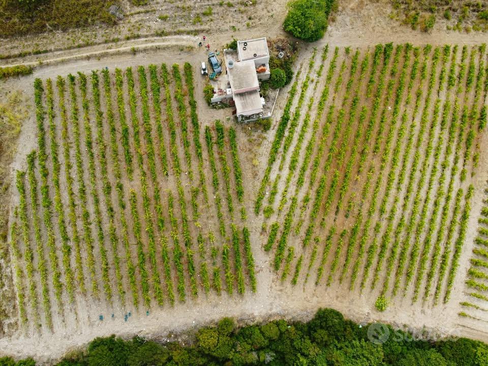 Terreno agricolo con vigneto e fabbricati in vendi - Vista 6
