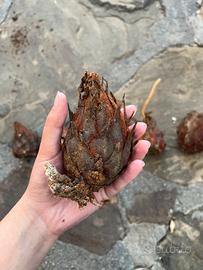 Polloni cycas maschio