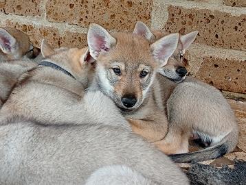 Cane lupo cecoslovacco