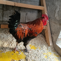 Gallo marans
