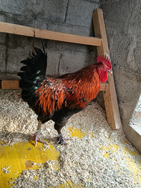 Gallo marans