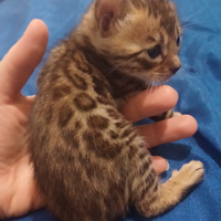 Cuccioli Gatti Bengala cucciolo maschio natale