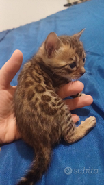 Cuccioli Gatti Bengala cucciolo maschio natale