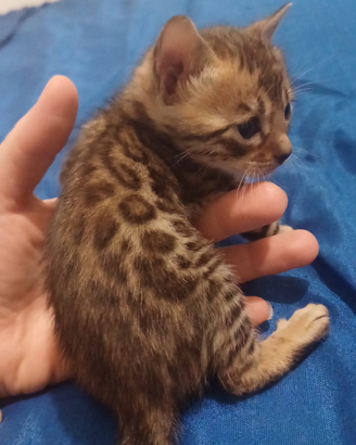 Cuccioli Gatti Bengala cucciolo maschio natale
