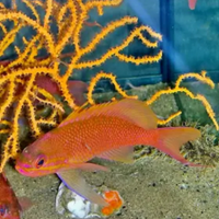 Anthias per acquario Marino mediterraneo