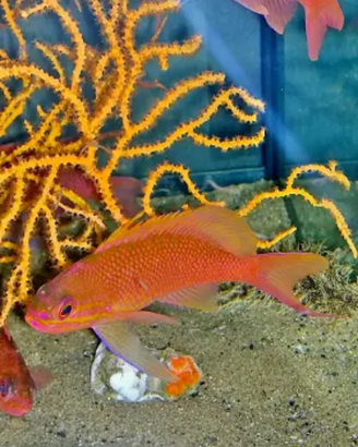 Anthias per acquario Marino mediterraneo