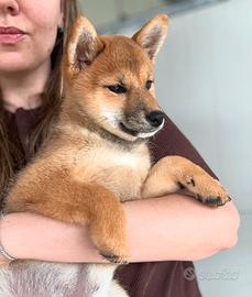 Sayuri, splendida shiba inu