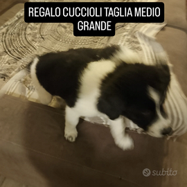 Cuccioli nati il 24 agosto 2 maschi una femmina