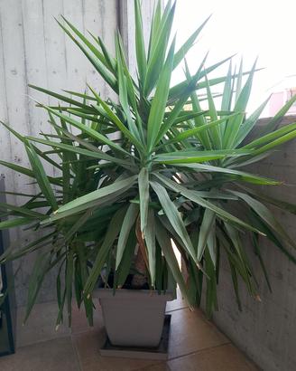 dracena (trinchetto della felicità) 