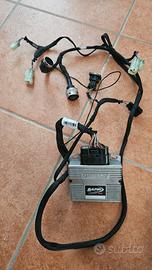 rapid bike evo streetfighter v2 
