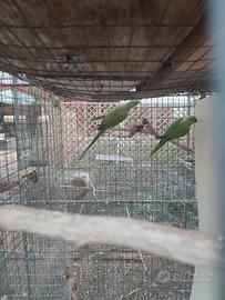 Parrocchetto del collare