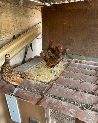 Galline sebright