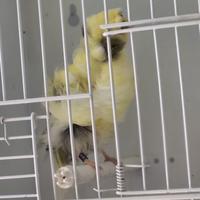 Canarini arricciati Parigini Padovani