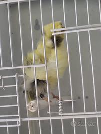 Canarini arricciati Parigini Padovani
