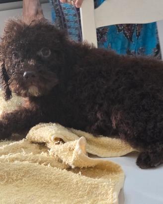 cucciolo di cli lagotto Romagnolo femmina 