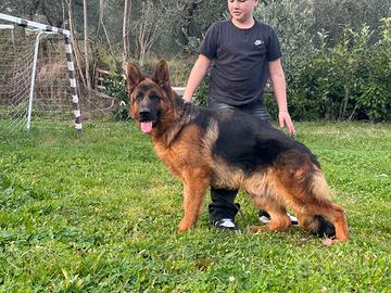 Cucciolone di pastore tedesco