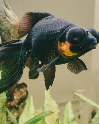 Pesce oranda