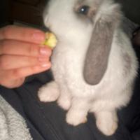 Coniglio ariete nano