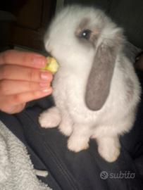 Coniglio ariete nano
