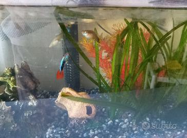 Pesciolini Guppy