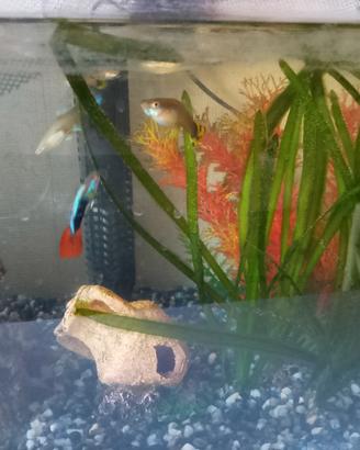 Pesciolini Guppy