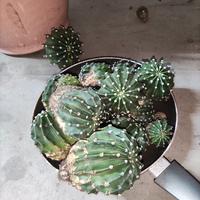 Gratis regalasi piante grasse Echinopsis