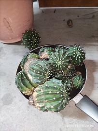 Gratis regalasi piante grasse Echinopsis