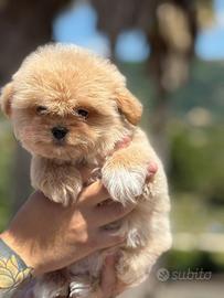 Maschietti Maltipoo