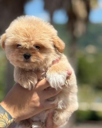 Maschietti Maltipoo