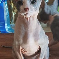 Cucciolo di sphynx