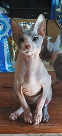 Cucciolo di sphynx