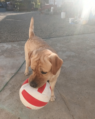 Labrador