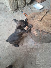 Bulldog francesi