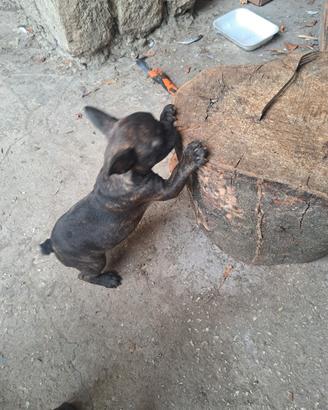 Bulldog francesi
