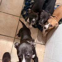 Cuccioli di amstaf disponibili