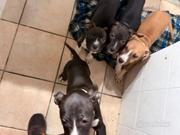 Cuccioli di amstaf disponibili