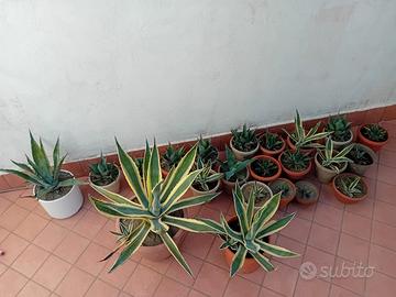piante agave