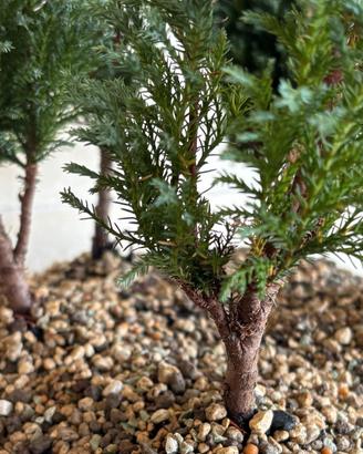Pre-Bonsai boschetto conifere Elwoody