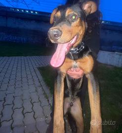 Cucciolo 8 mesi Milano