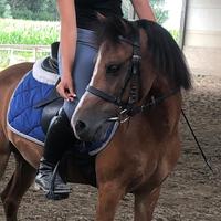 Pony welsh ideale di 13 anni