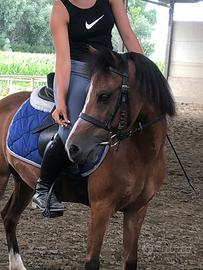 Pony welsh ideale di 13 anni